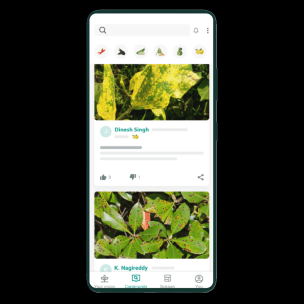 Interface de l&rsquo;application de reconnaissance de maladies